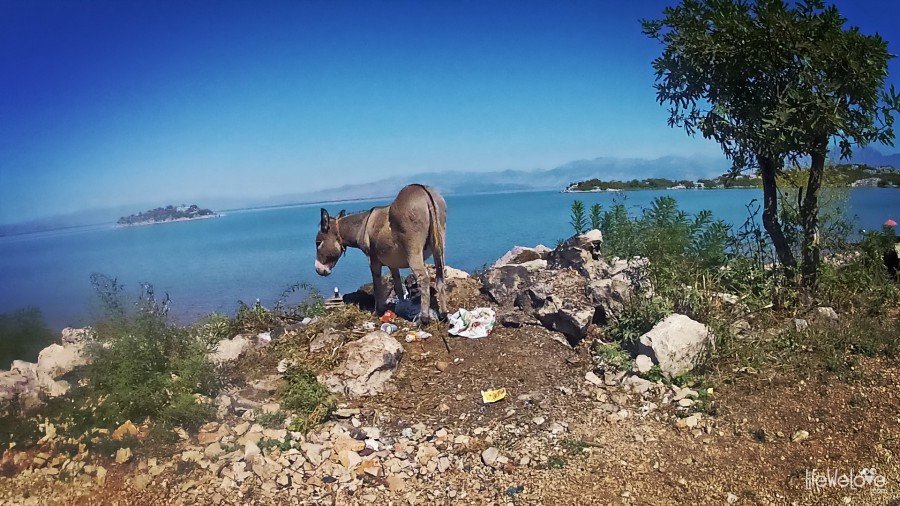 A donkey on Skadar Lake