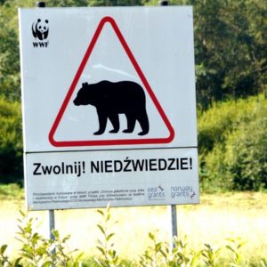 Dzikie niedźwiedzie w Bieszczadach