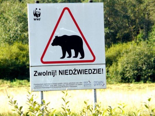 Dzikie niedźwiedzie w Bieszczadach