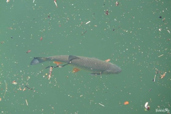 Fishes in Solina Lake