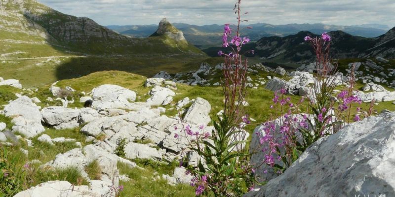 Durmitor flora