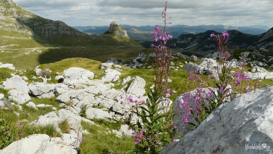 Durmitor flora