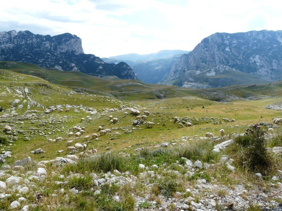 Durmitor owce