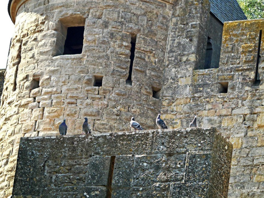 Gołębie w Carcassonne