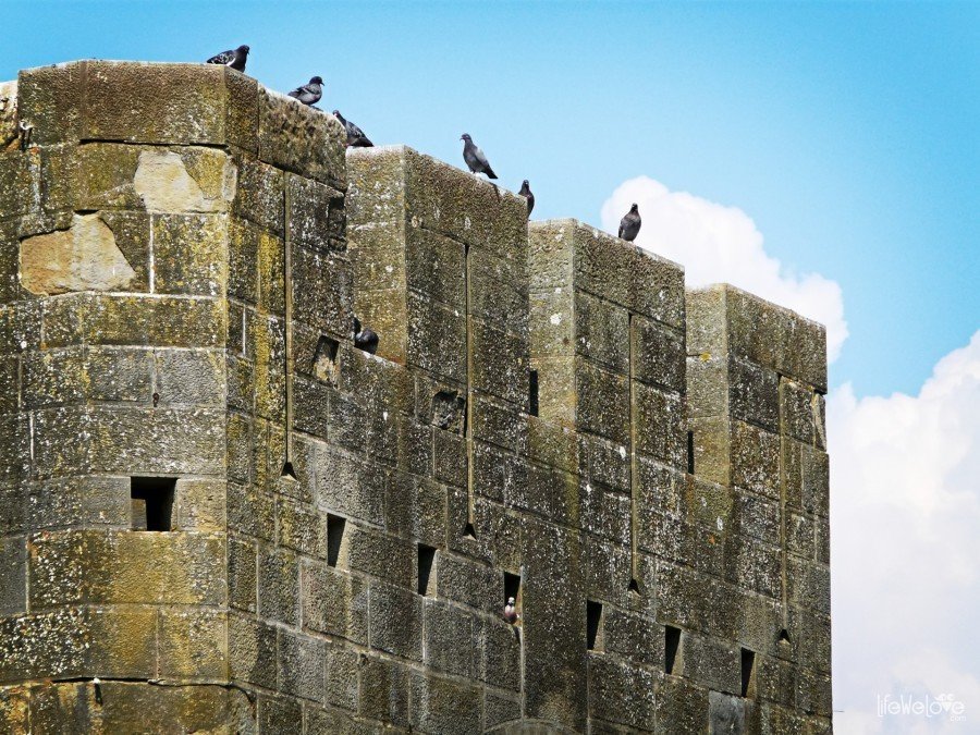 Ptaki na murze Carcassonne