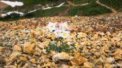 flower-in-colorado-mountains