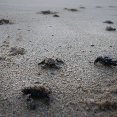 Leatherback sea turtle hatchlings make their way to the ocean