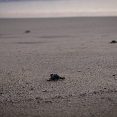 Żółwie skórzaste w drodze do oceanu