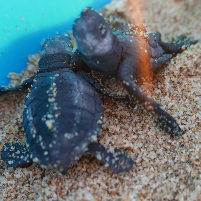 Leatherback sea turtle hatchlings