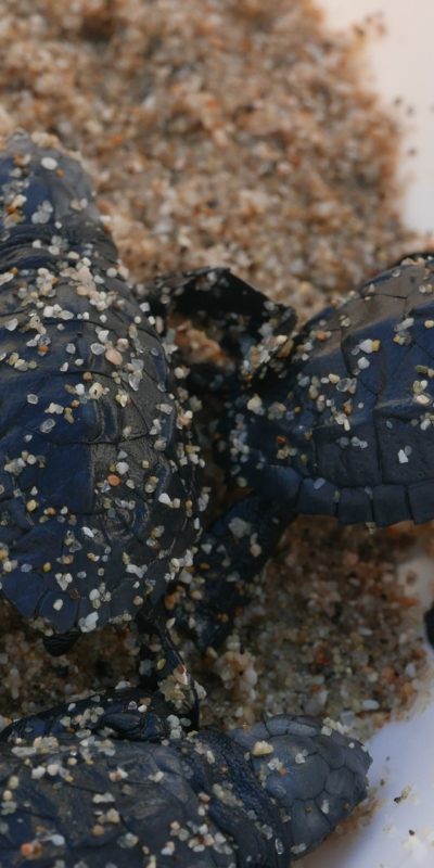 Leatherback sea turtle hatchlings