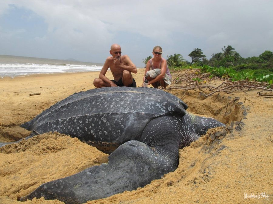 Leatherback Sea Turtle