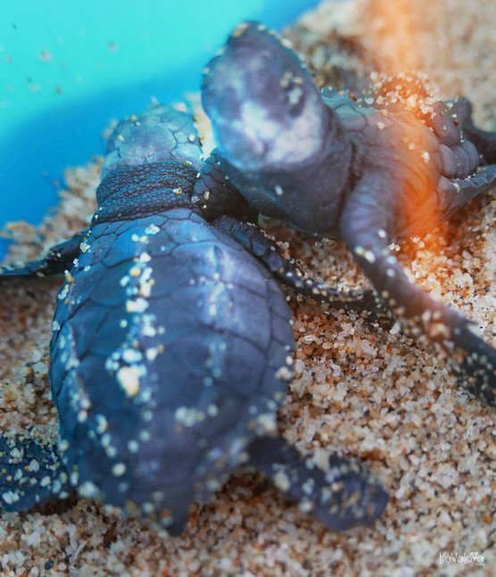 Tortugas Leatherback