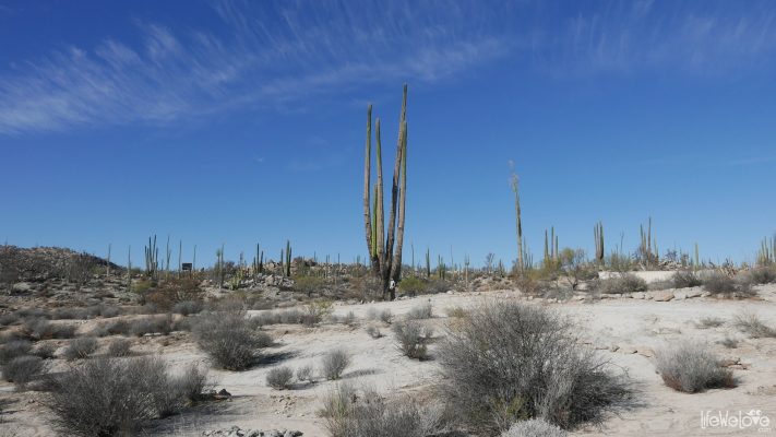 Wielki kaktus w Meksuku
