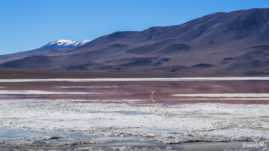 Laguna Colorada Bolivia