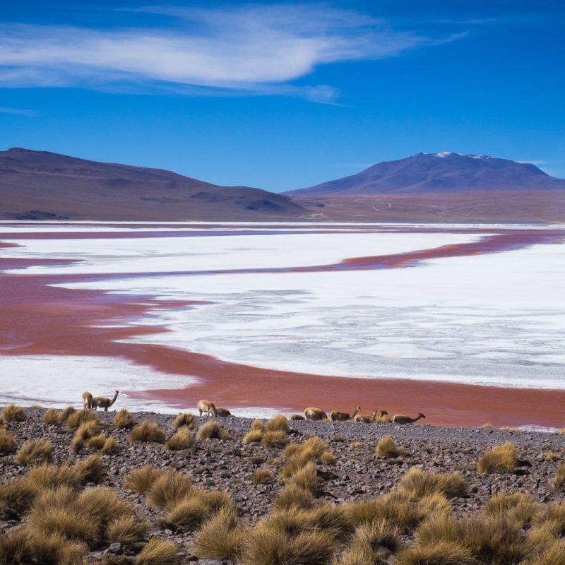 Laguna Colorada w Boliwii