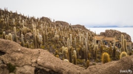 Salar de Uyuni - Isla Incahuasi
